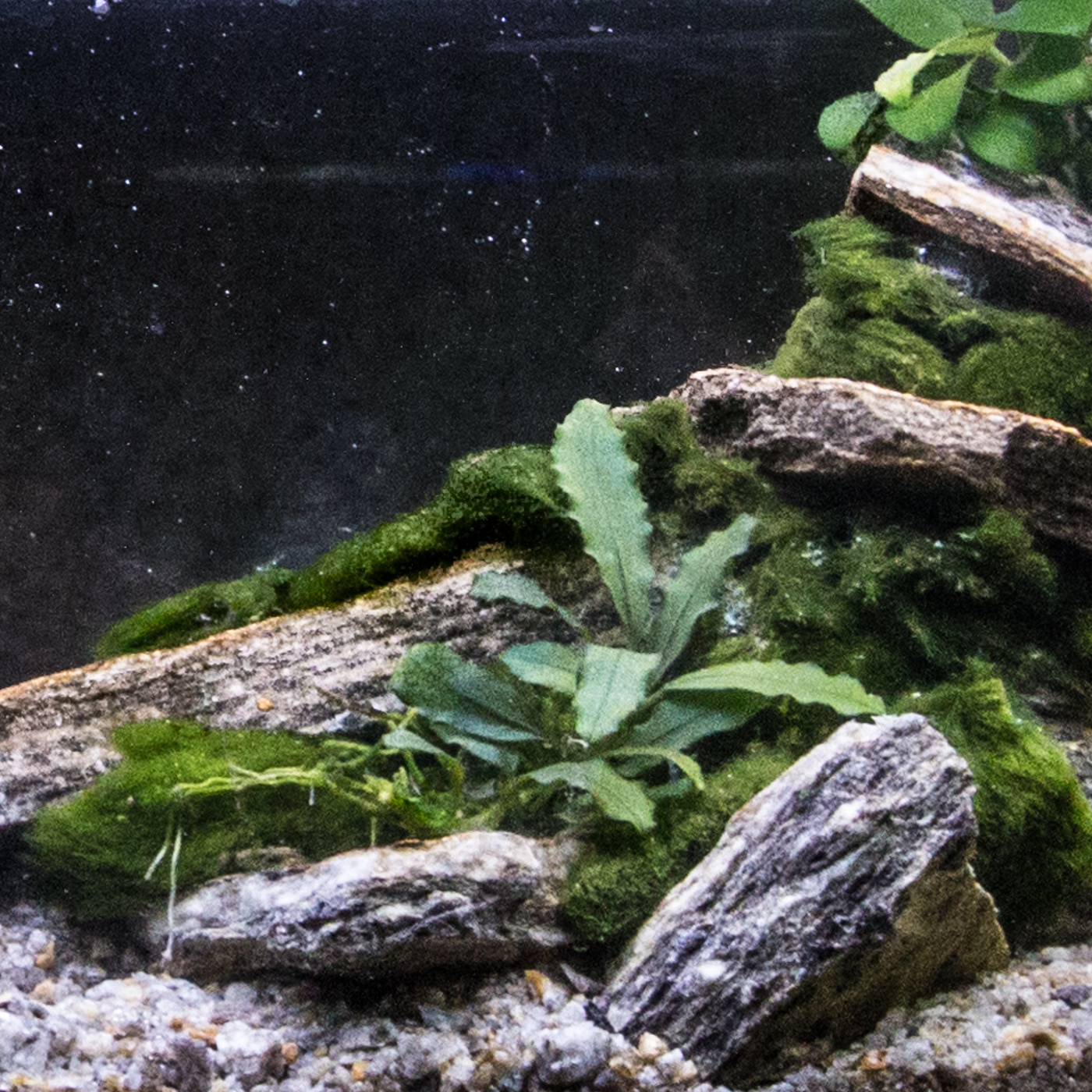 Bucephalandra 'Green Wavy' — Florida Aquatic Nurseries Bucephalandra 'Green Wavy' — Florida Aquatic Nurseries